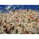 Pietris Maros Mix - Pietris Pentru Pescuit 2kg