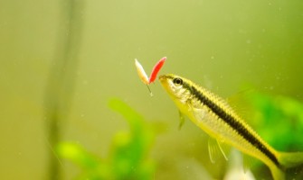 Viermi flotanti pentru pescuitul la feeder