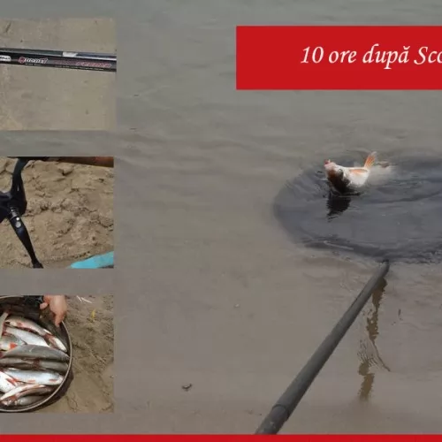 Pescuit la feeder la scobar Pescuit la feeder la scobar