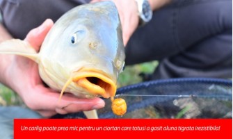 Tips&Trick Alune Tigrate