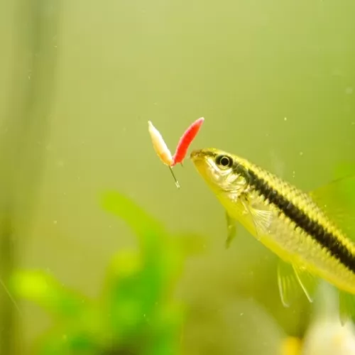 Viermi flotanti pentru pescuitul la feeder Viermi flotanti pentru pescuitul la feeder