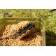Momitor Method Korum - Double Method Feeder Large 60g Momitor Method Korum - Double Method Feeder Large 60g