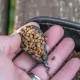Plumb Korum - Bait Gripper Lead 120gr / 4.0oz